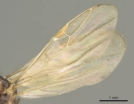 Myrmelachista catharinae - CASENT0915738