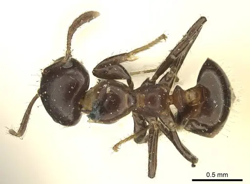 Myrmelachista catharinae - CASENT0915739