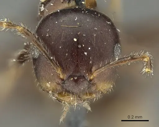 Myrmelachista catharinae - CASENT0915739