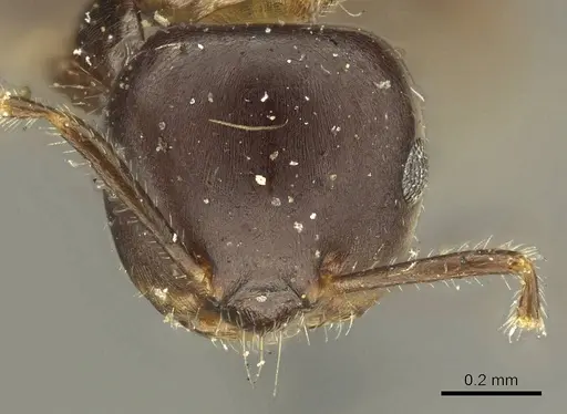 Myrmelachista catharinae - CASENT0915739