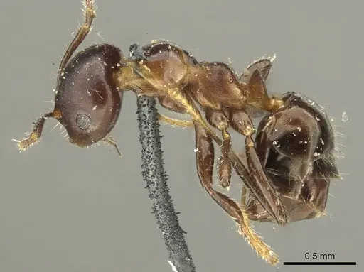 Myrmelachista catharinae - CASENT0915739