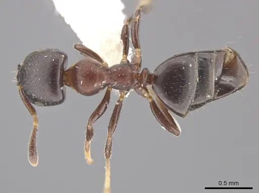 Myrmelachista catharinae - MZSP70855