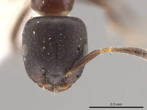 Myrmelachista catharinae - MZSP70855