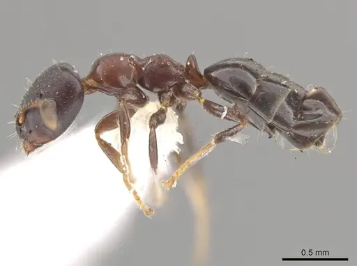 Myrmelachista catharinae - MZSP70855