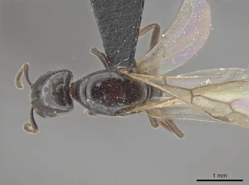 Myrmelachista catharinae - UFV-LABECOL-002760