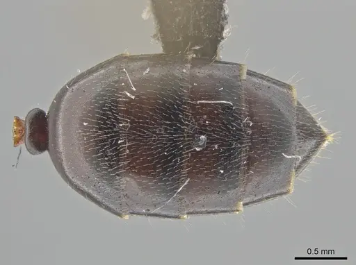 Myrmelachista catharinae - UFV-LABECOL-002760