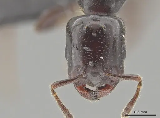 Myrmelachista catharinae - UFV-LABECOL-002760