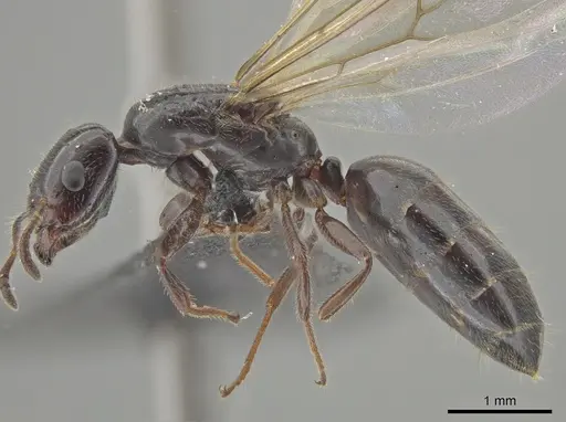 Myrmelachista catharinae - UFV-LABECOL-002760