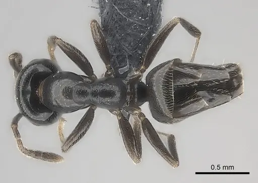 Myrmelachista chilensis specimen