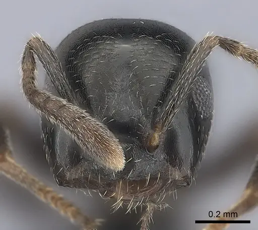 Myrmelachista chilensis specimen