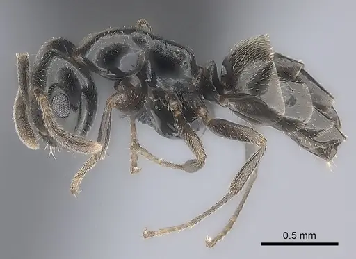Myrmelachista chilensis specimen