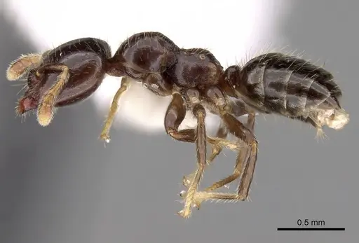 Myrmelachista cooperi specimen