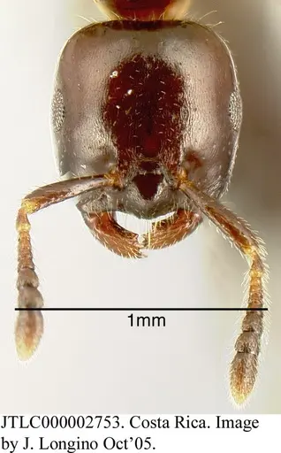 Myrmelachista cooperi - CASENT0624259