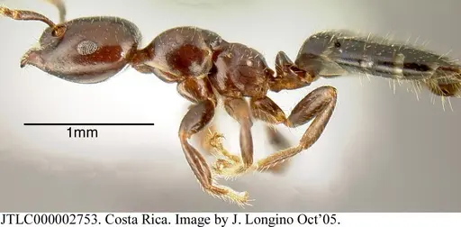 Myrmelachista cooperi - CASENT0624259