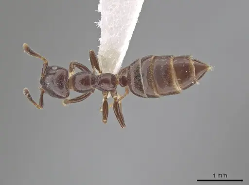 Myrmelachista cooperi - CASENT0652894