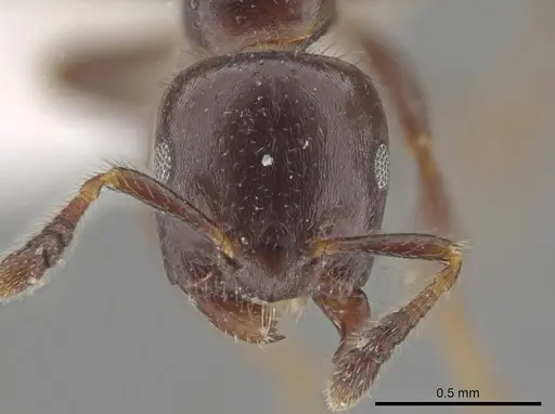 Myrmelachista cooperi - CASENT0652894