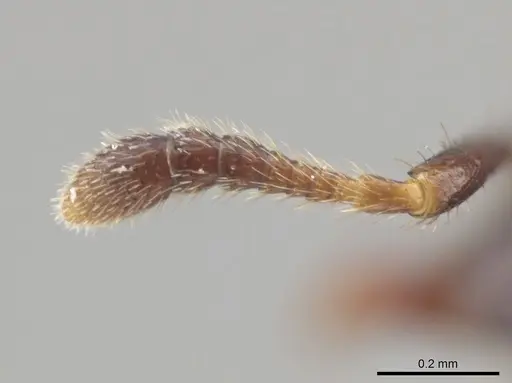 Myrmelachista cooperi - CASENT0652894