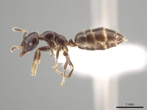 Myrmelachista cooperi - CASENT0652894