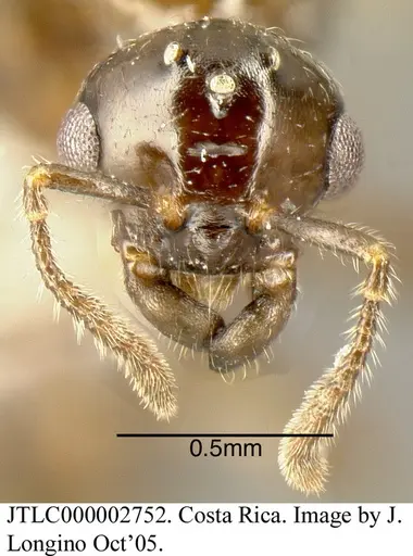 Myrmelachista cooperi - JTLC000002752