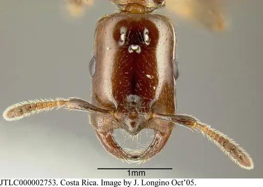 Myrmelachista cooperi - JTLC000002753