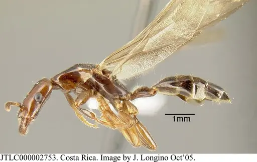 Myrmelachista cooperi - JTLC000002753