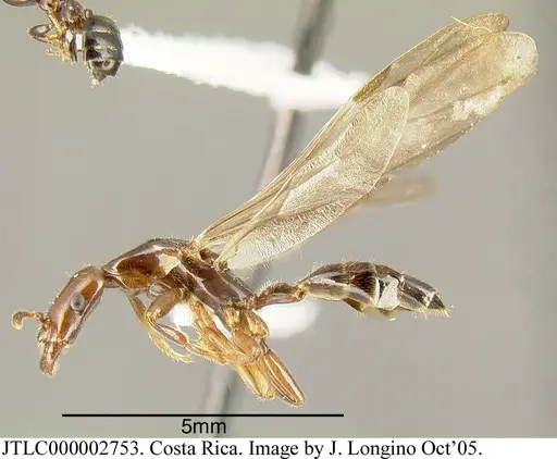 Myrmelachista cooperi - JTLC000002753