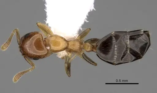 Myrmelachista dalmasi specimen