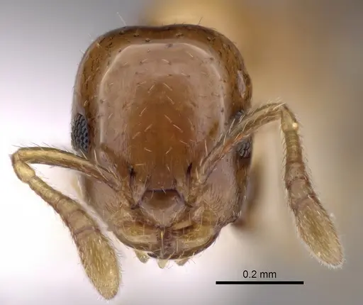 Myrmelachista dalmasi specimen