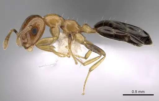 Myrmelachista dalmasi specimen