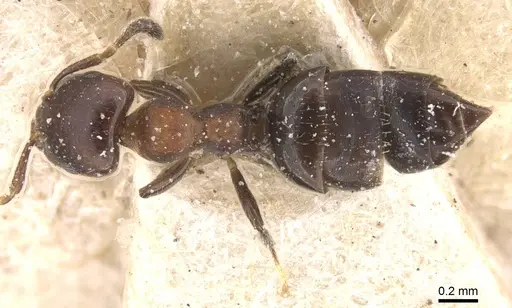 Myrmelachista elata specimen