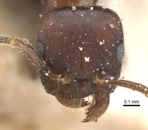 Myrmelachista elata specimen