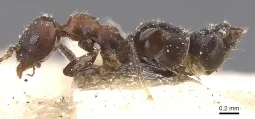 Myrmelachista elata specimen