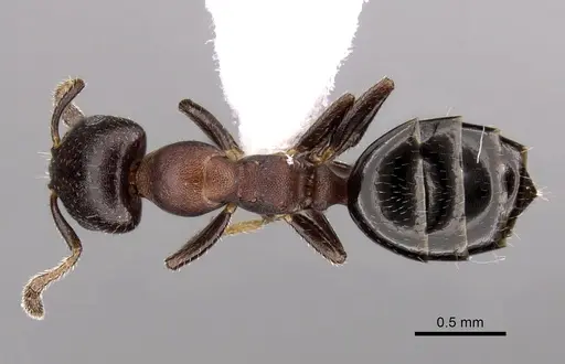 Myrmelachista elongata specimen