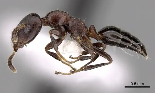 Myrmelachista elongata specimen