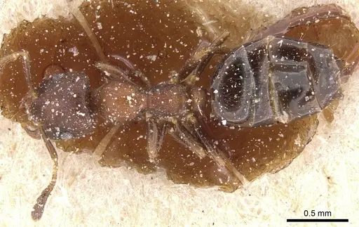 Myrmelachista elongata - CASENT0912341