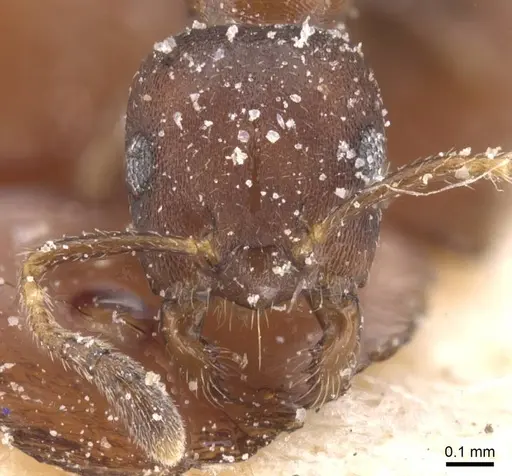 Myrmelachista elongata - CASENT0912341