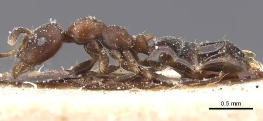 Myrmelachista elongata - CASENT0912341