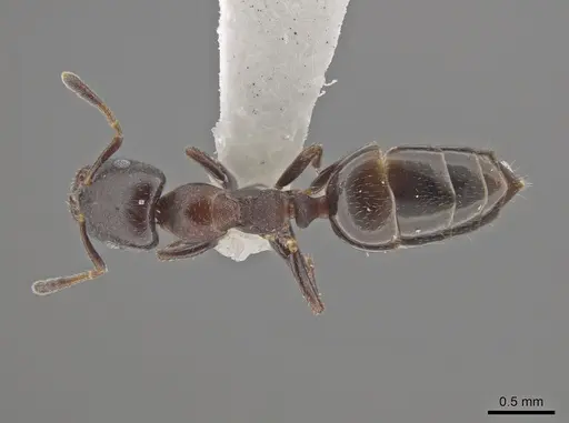 Myrmelachista elongata - MCZ-ENT00768362