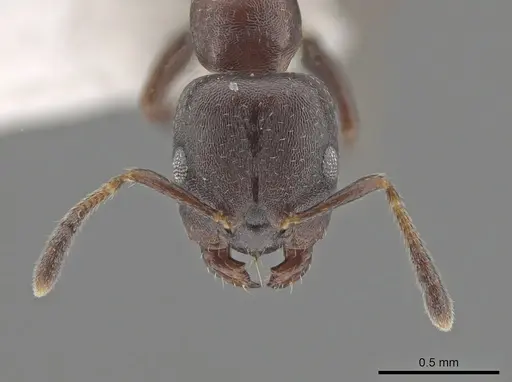 Myrmelachista elongata - MCZ-ENT00768362