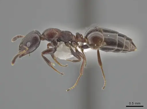 Myrmelachista elongata - MCZ-ENT00768362