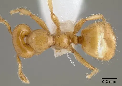 Myrmelachista flavocotea specimen