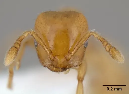 Myrmelachista flavocotea specimen