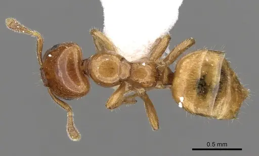 Myrmelachista flavocotea - CASENT0280542