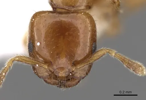 Myrmelachista flavocotea - CASENT0280542