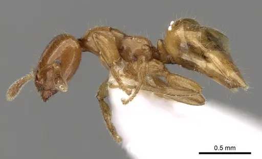 Myrmelachista flavocotea - CASENT0280542