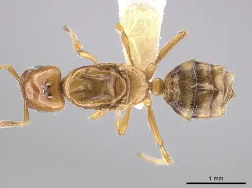 Myrmelachista flavocotea - CASENT0631739