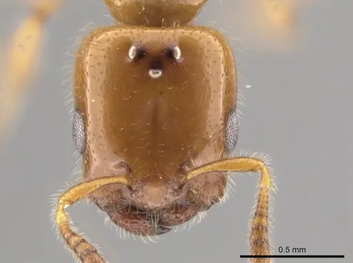 Myrmelachista flavocotea - CASENT0631739