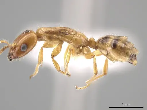 Myrmelachista flavocotea - CASENT0631739