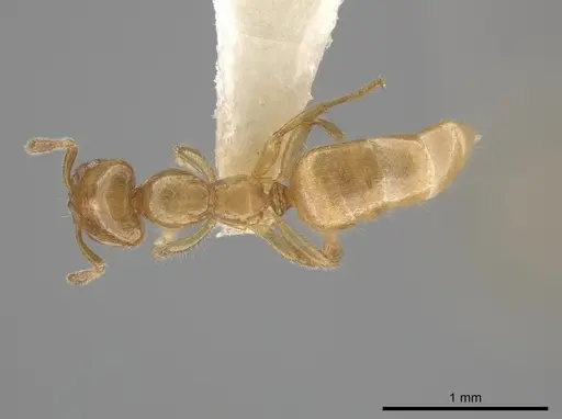 Myrmelachista flavocotea - CASENT0631817