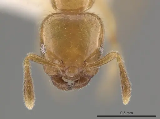 Myrmelachista flavocotea - CASENT0631817